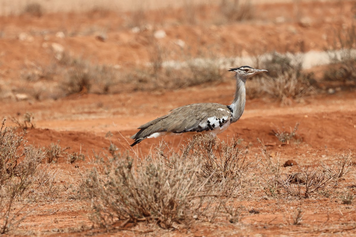 Riesentrappe - ML646391224