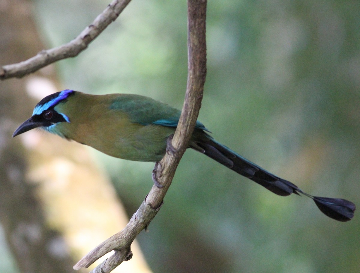 Lesson Motmotu - ML646391230