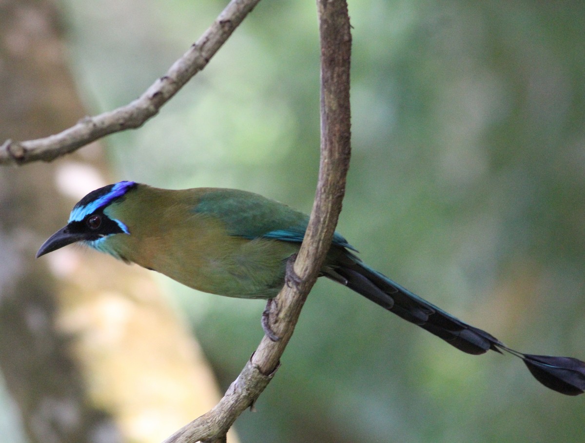 Lesson Motmotu - ML646391231