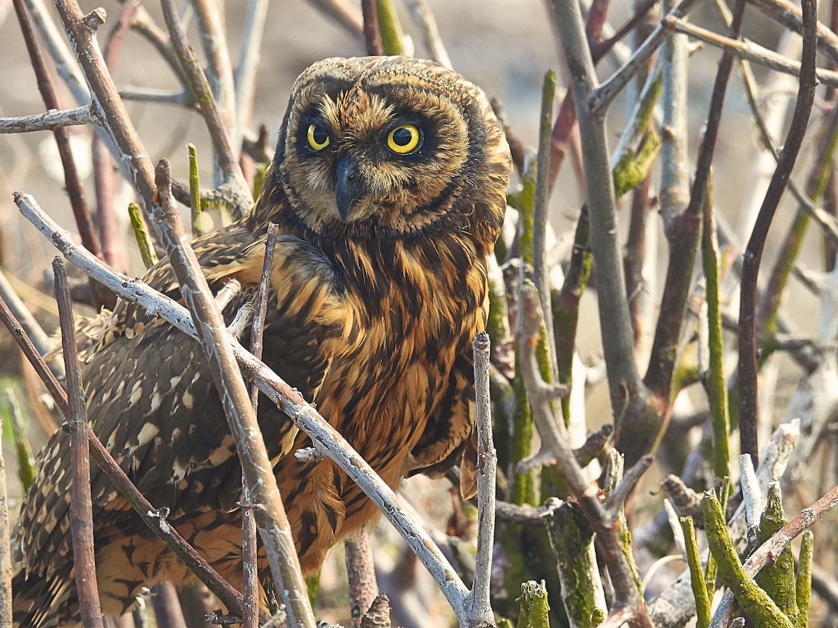 Short-eared Owl (Galapagos) - ML646391232