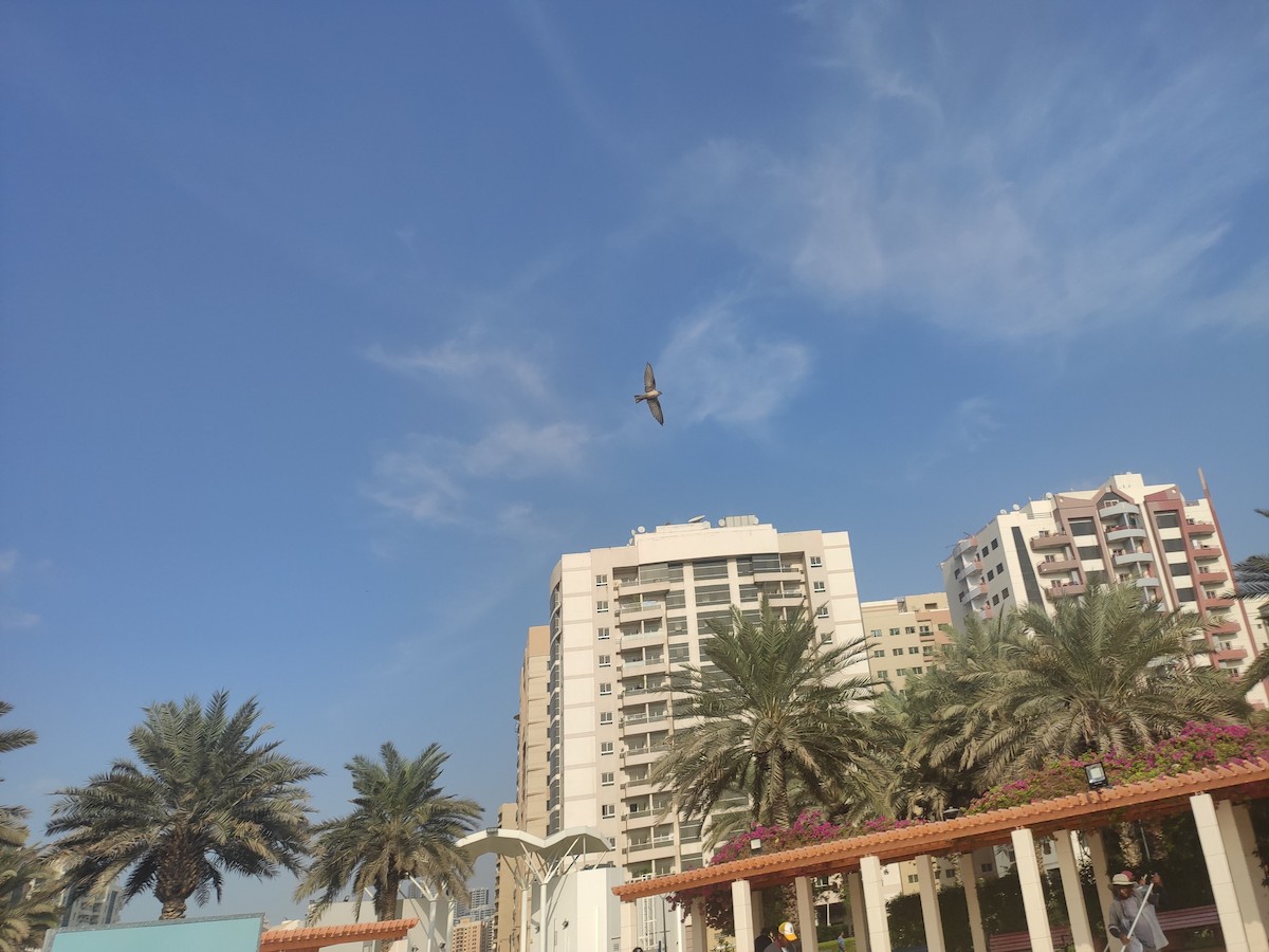 Pale Crag-Martin - ML646391233