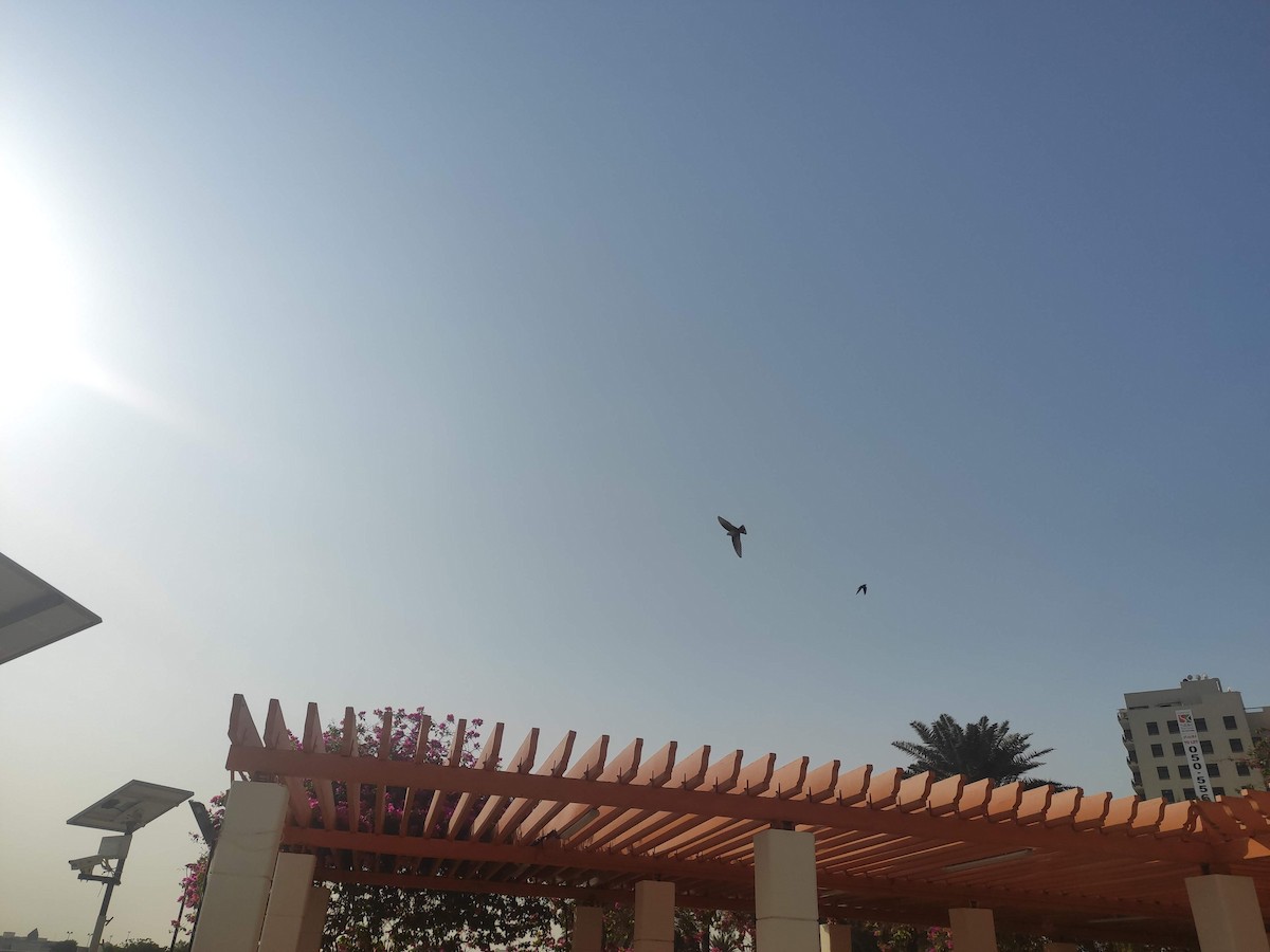 Pale Crag-Martin - ML646391234