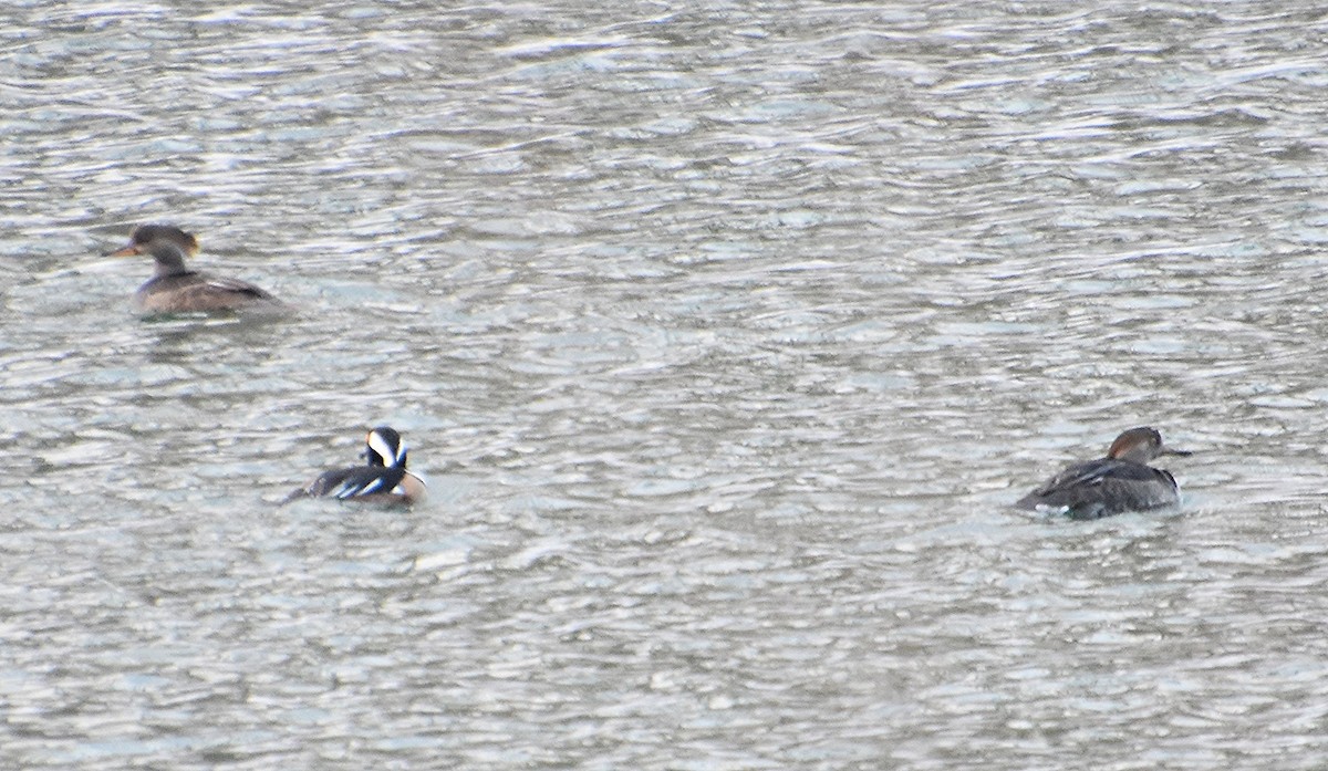 Hooded Merganser - ML646391239