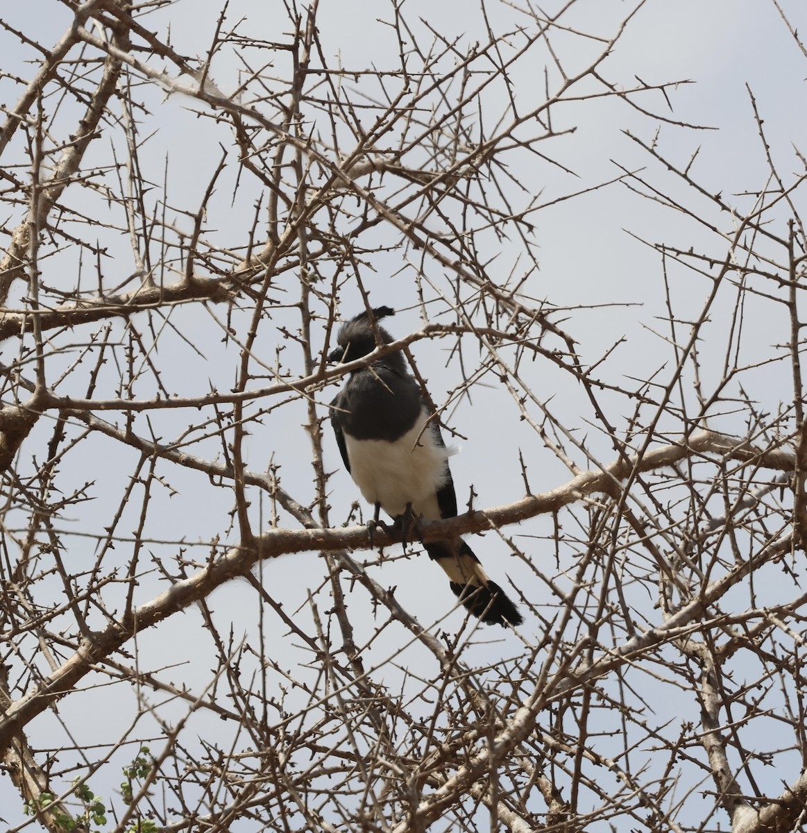 Weißbauch-Lärmvogel - ML646391244