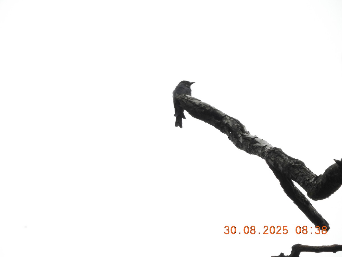 Black Drongo - ML646391245