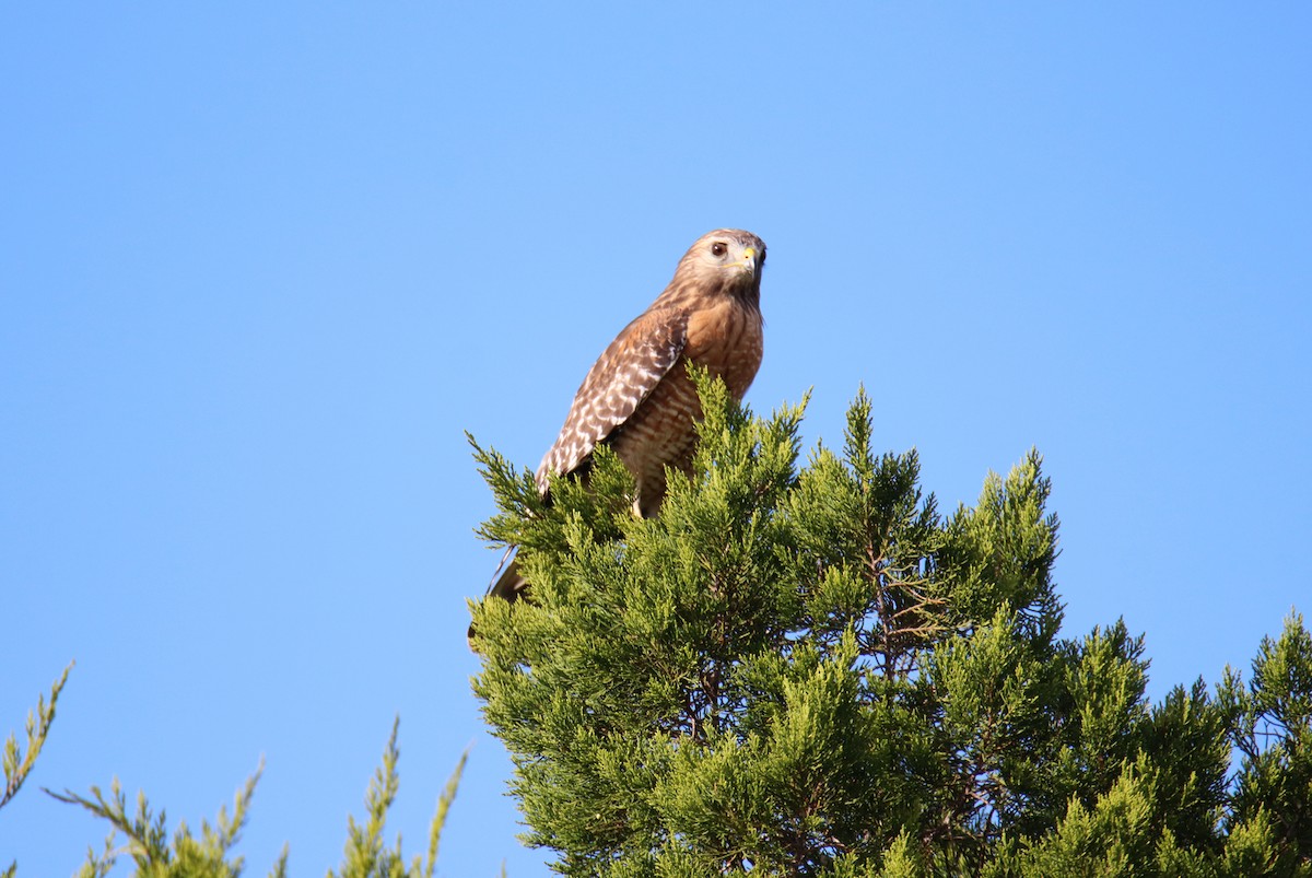 Red-shouldered Hawk - ML646391246