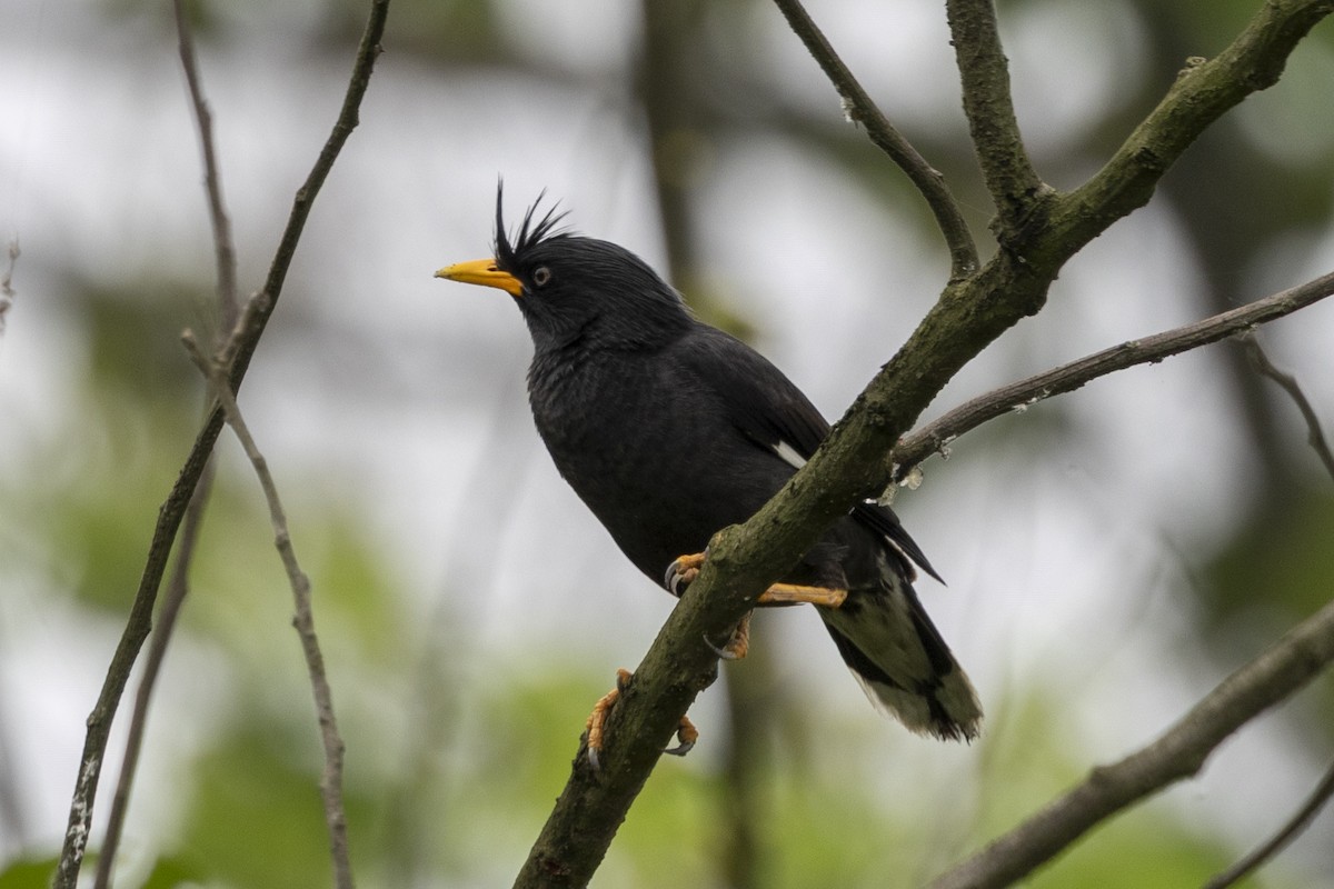 Great Myna - ML646391247