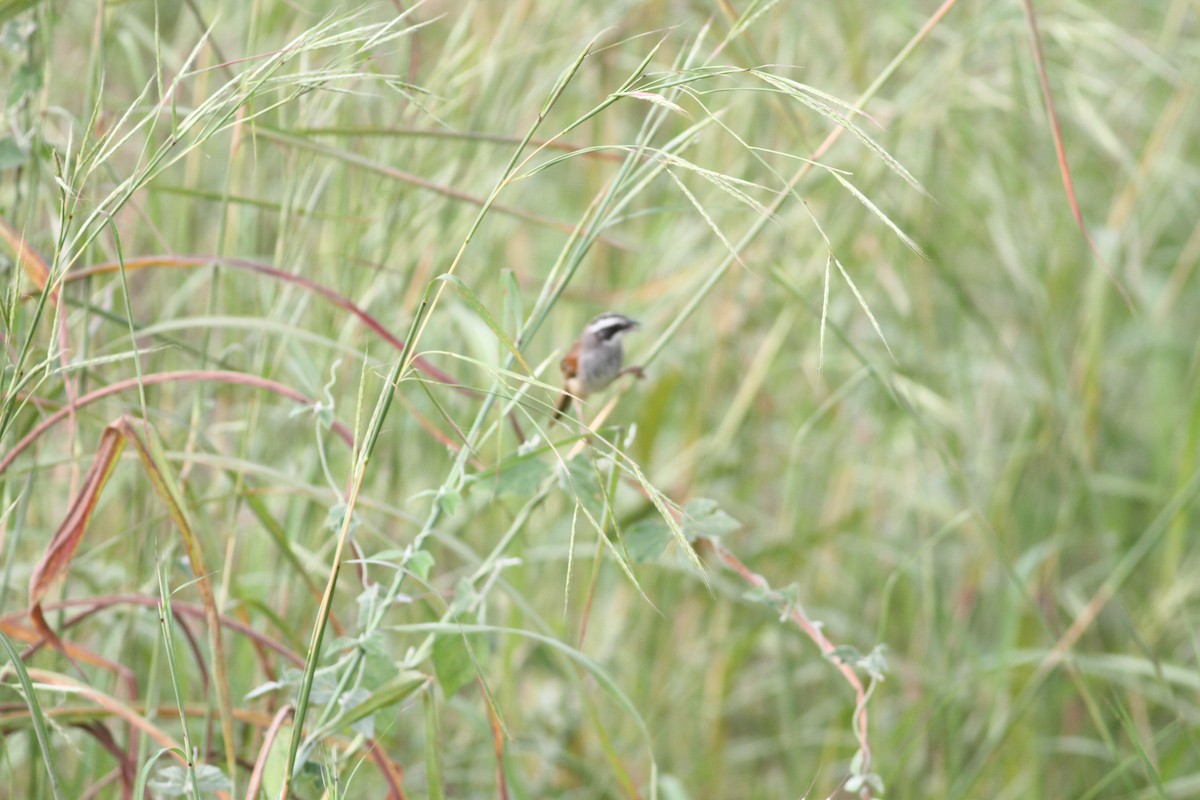 Stripe-headed Sparrow - ML646391252