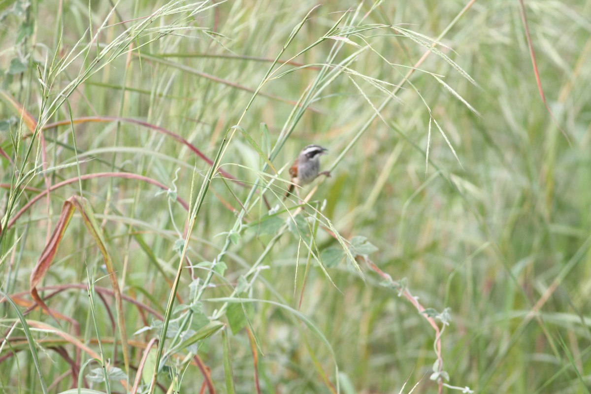 Stripe-headed Sparrow - ML646391253