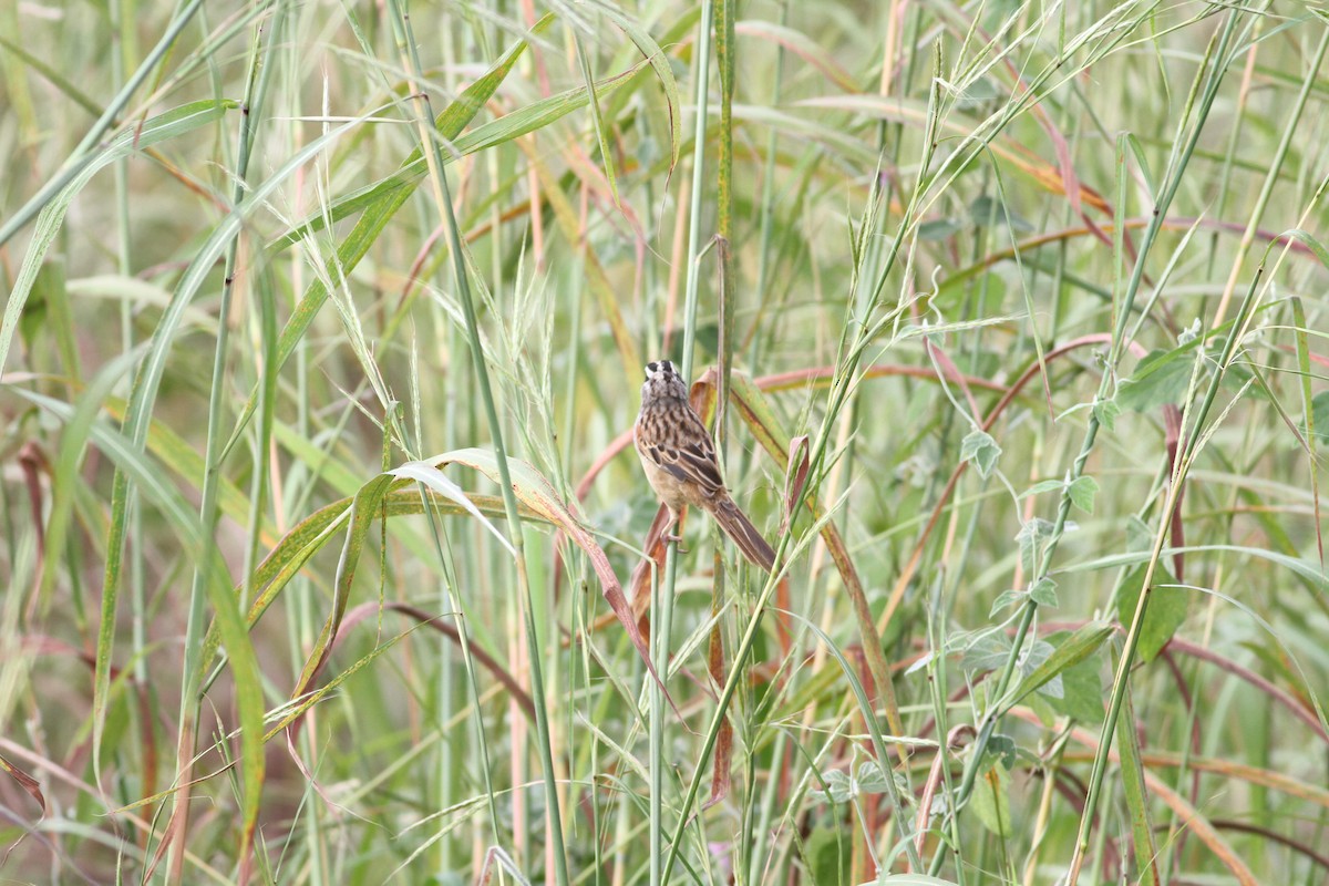 Stripe-headed Sparrow - ML646391254