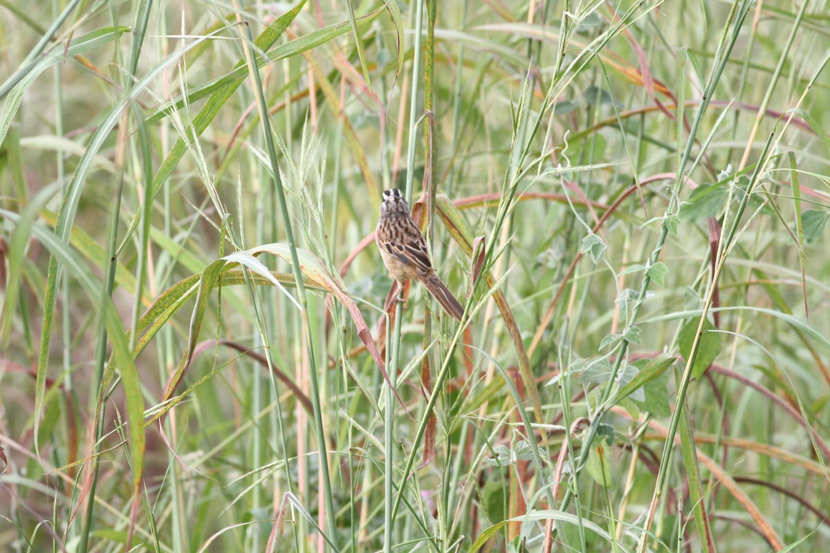 Stripe-headed Sparrow - ML646391255