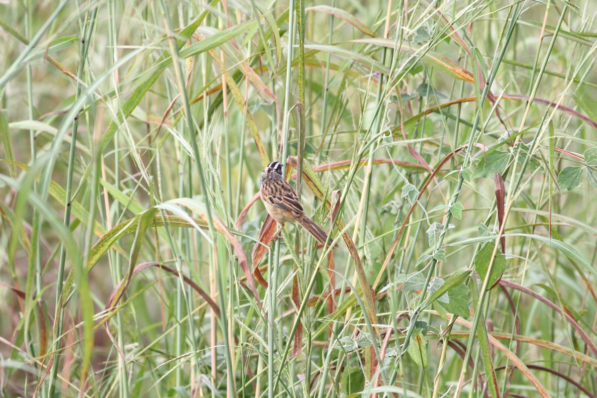 Stripe-headed Sparrow - ML646391256