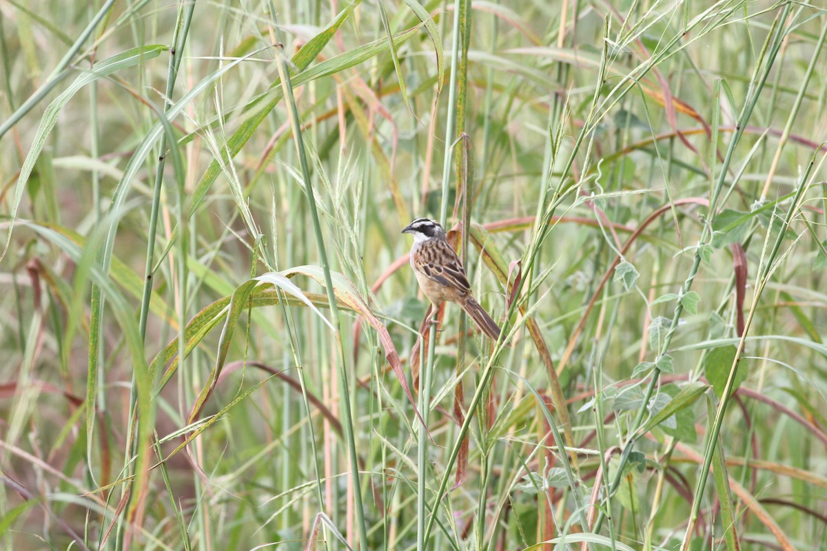 Stripe-headed Sparrow - ML646391257