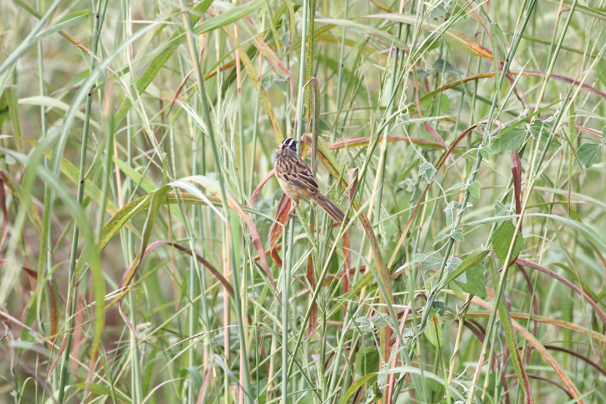 Stripe-headed Sparrow - ML646391258