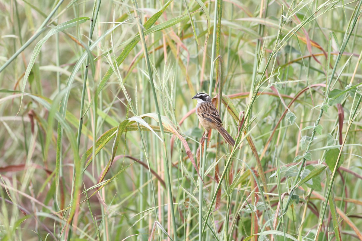 Stripe-headed Sparrow - ML646391259