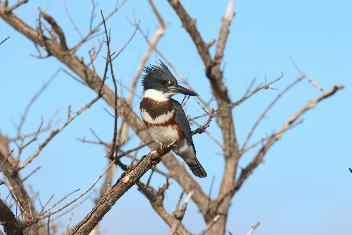 Belted Kingfisher - ML646391260