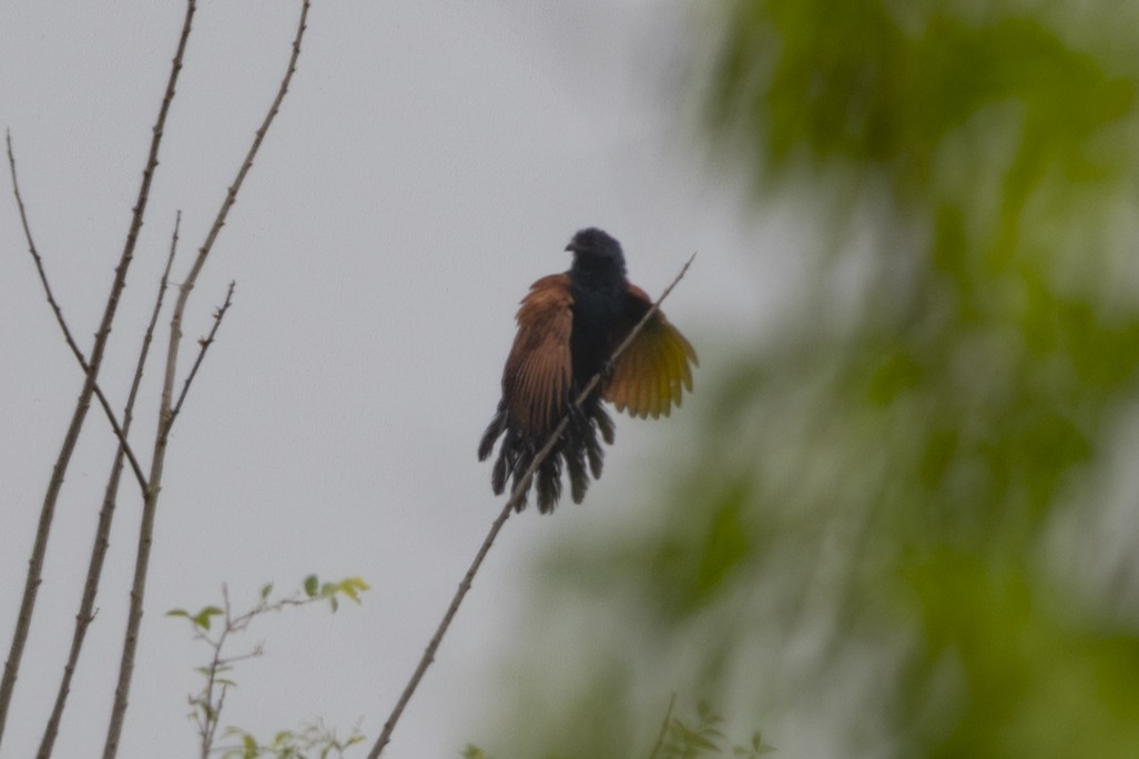 Lesser Coucal - ML646391261