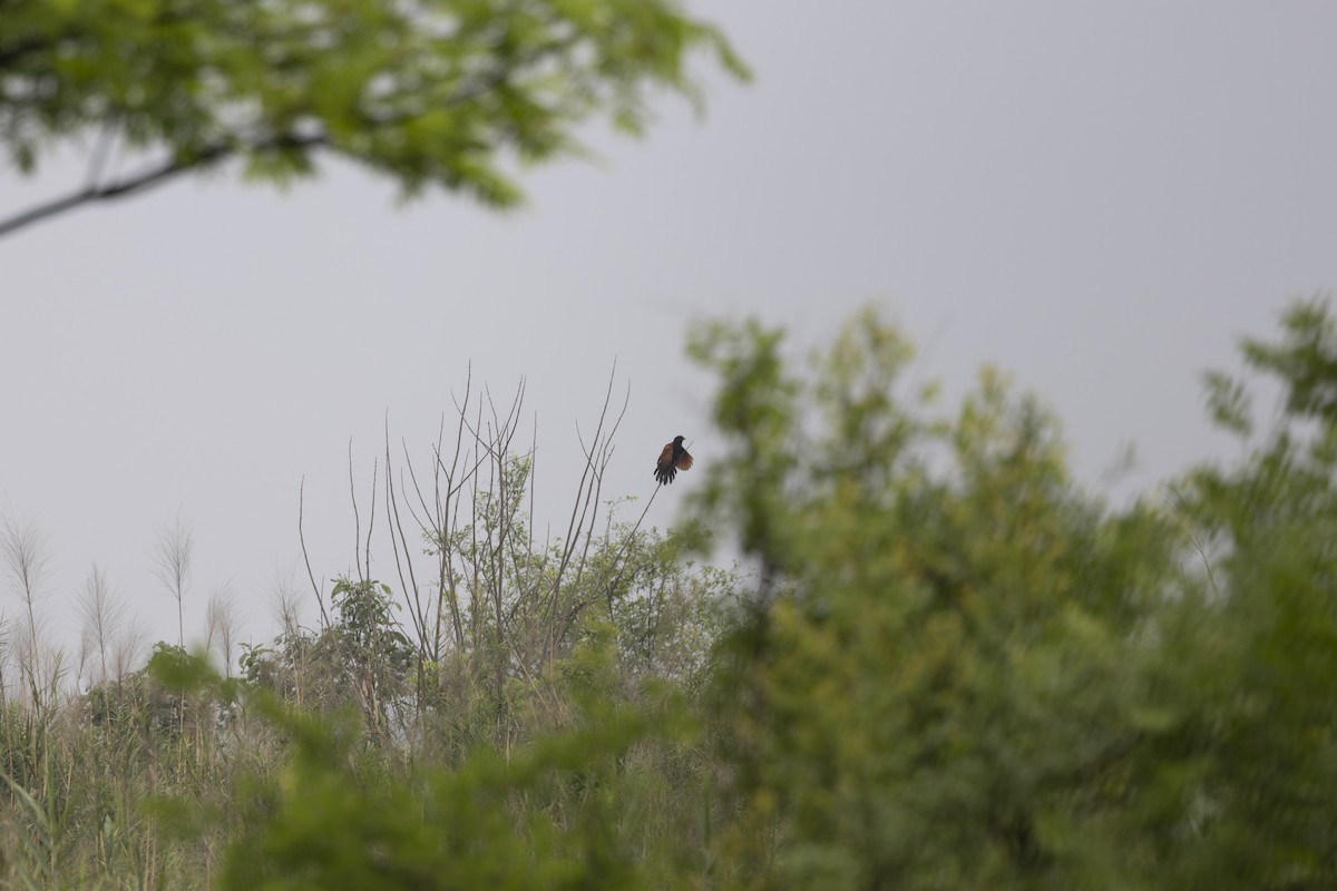 Lesser Coucal - ML646391262