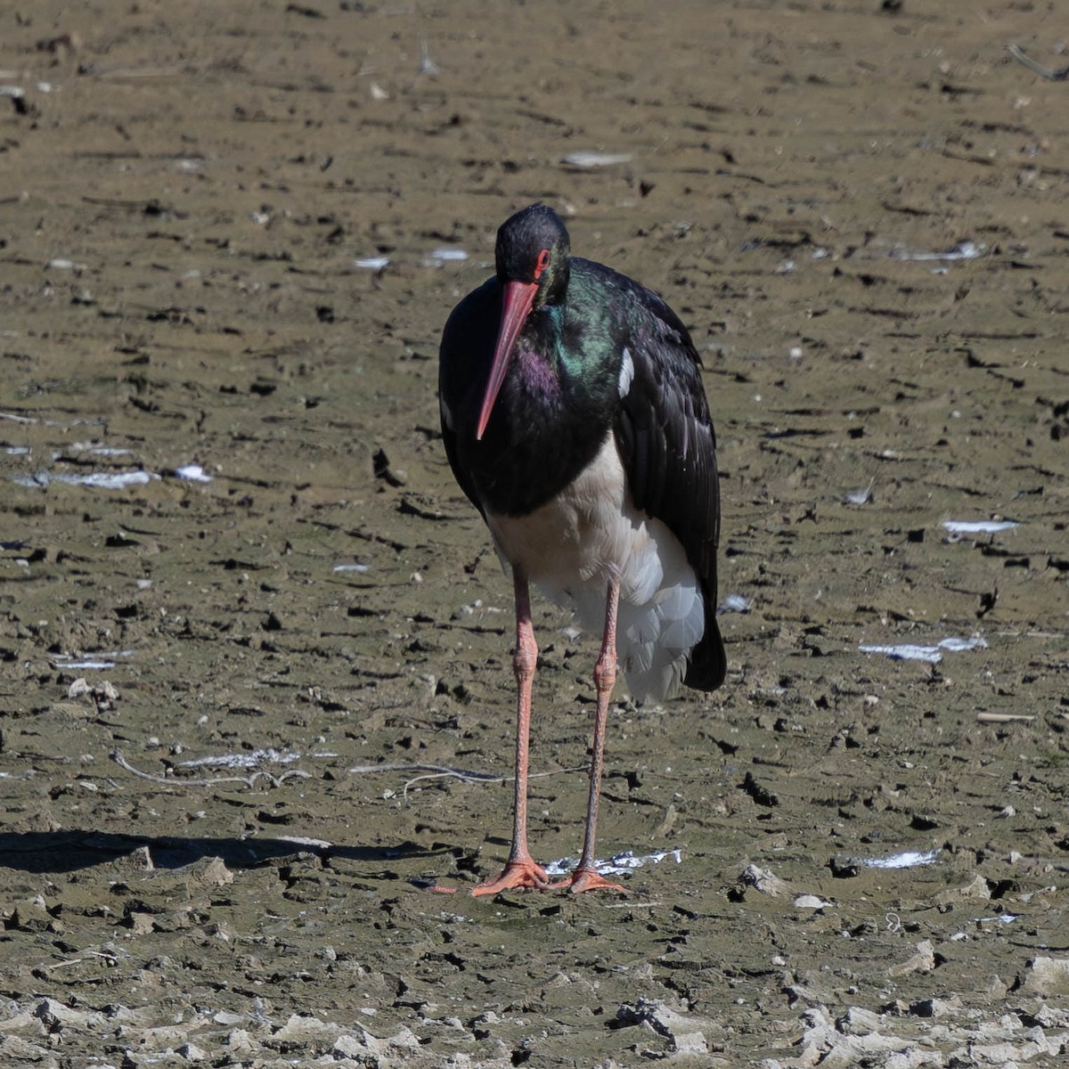 Лелека чорний - ML646391265