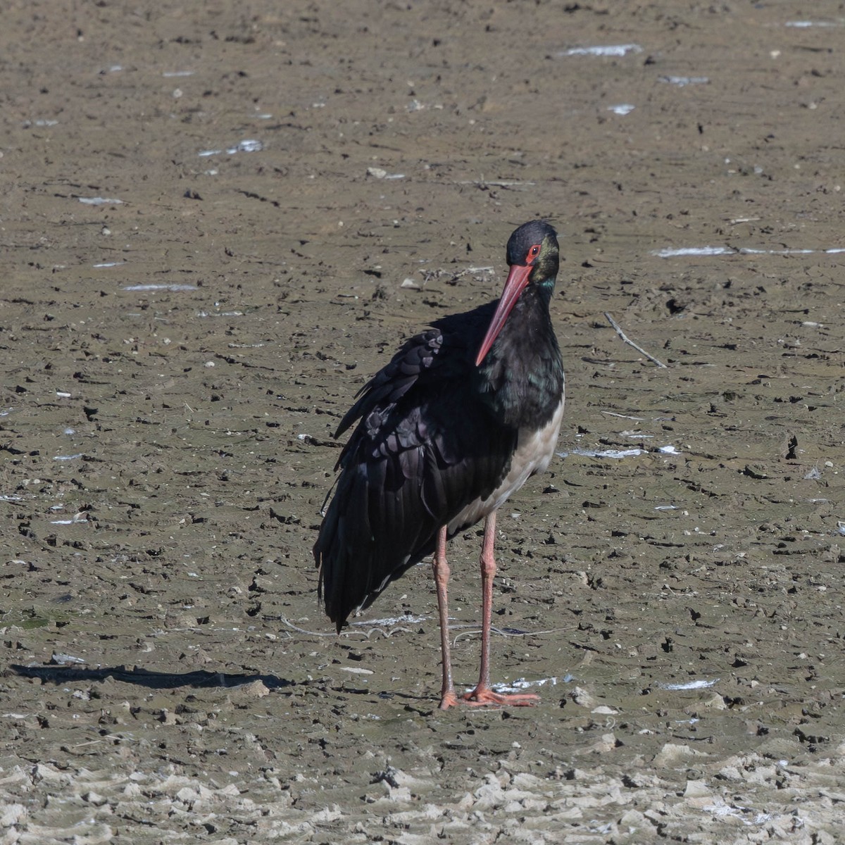 Лелека чорний - ML646391266