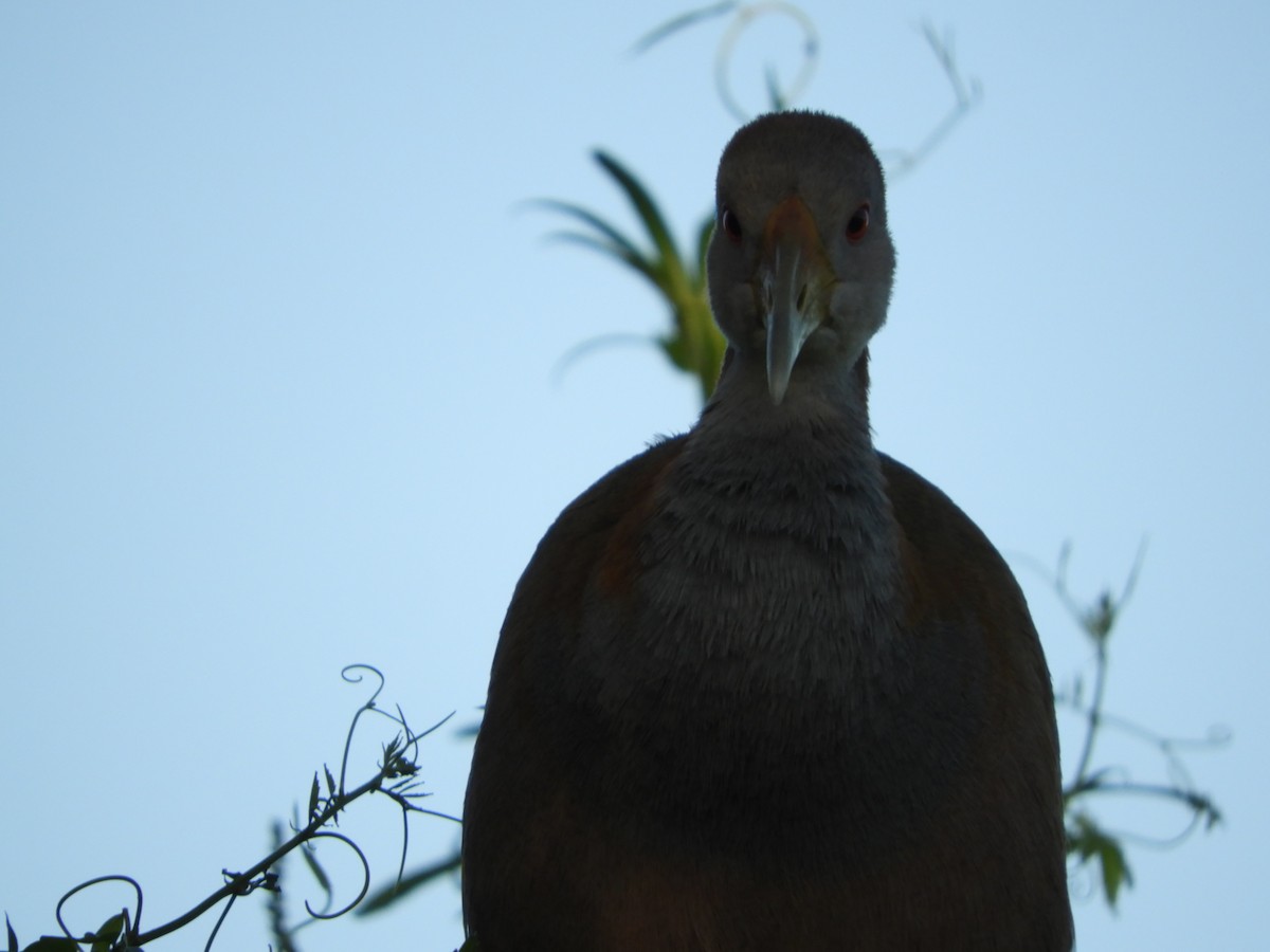 Giant Wood-Rail - ML646391267