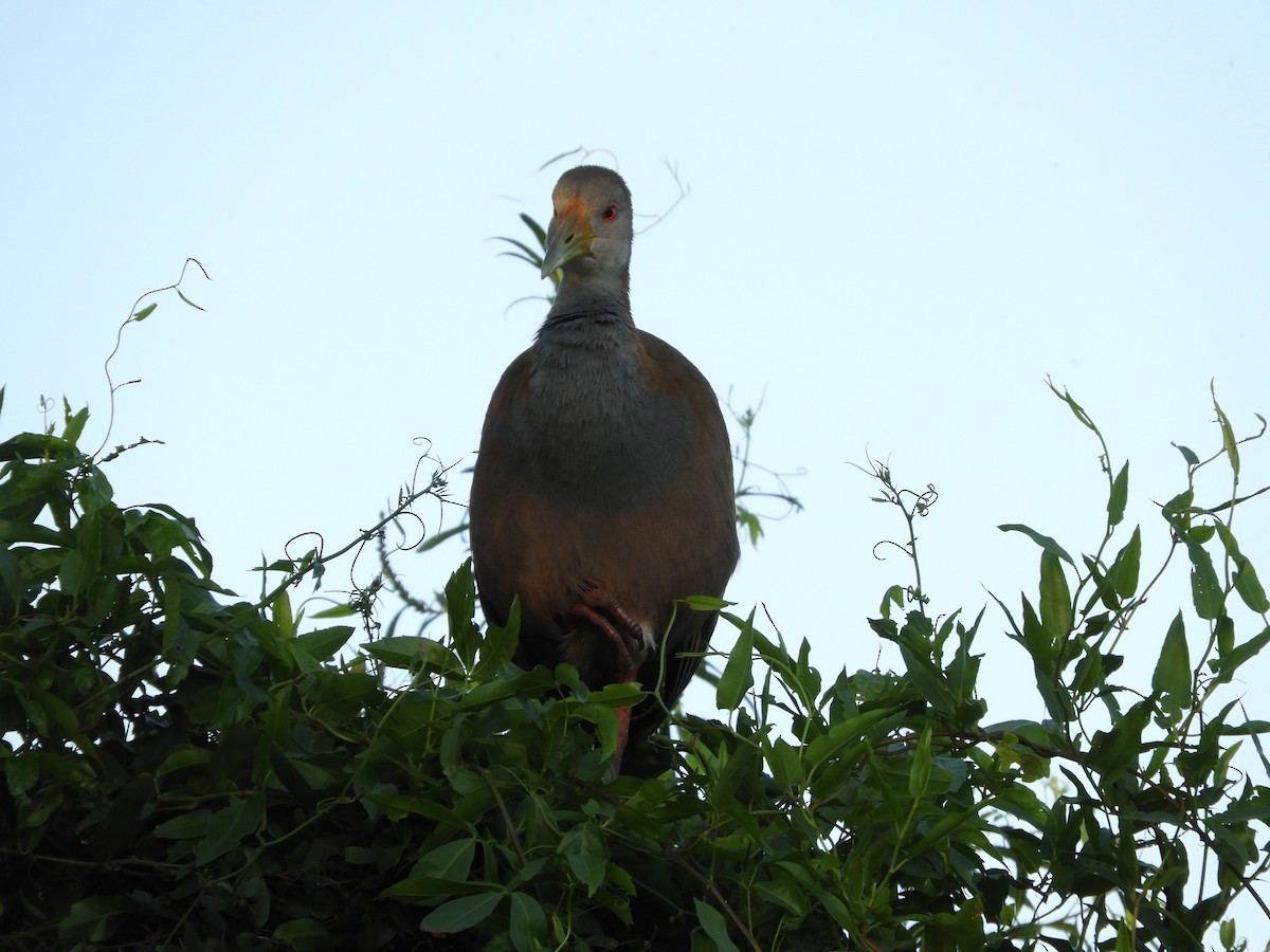 Giant Wood-Rail - ML646391268