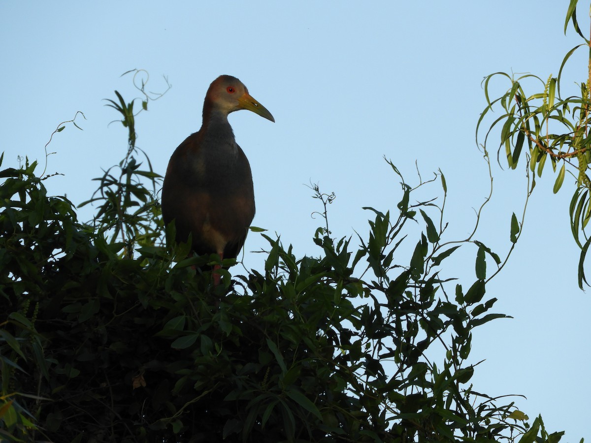 Giant Wood-Rail - ML646391269