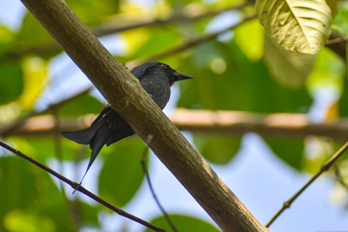 Ashy Drongo - ML646391270