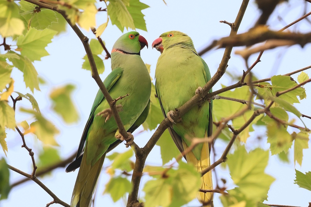 Parrocchetto dal collare - ML646391271