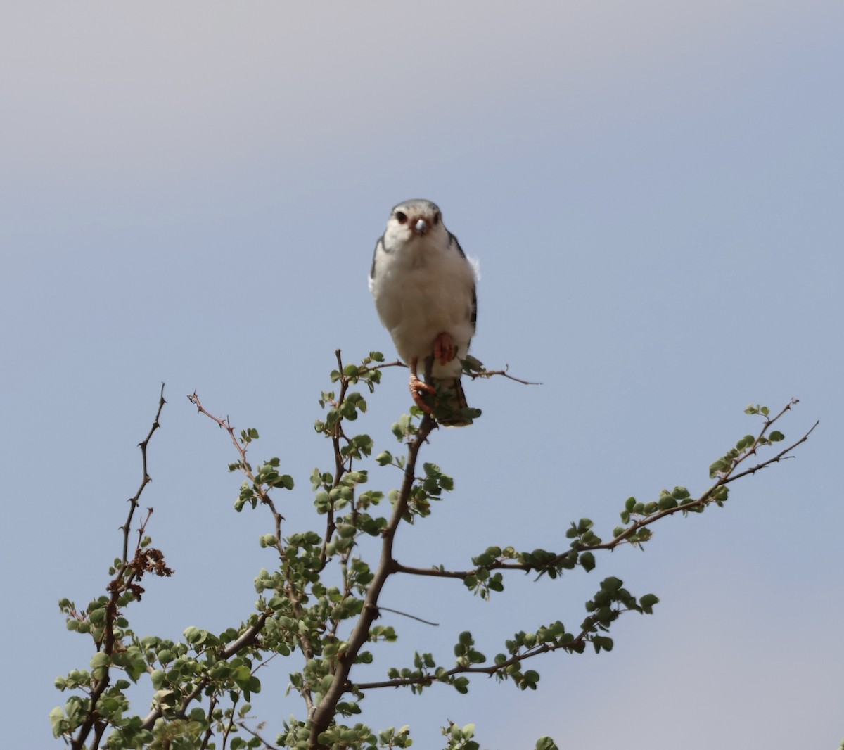 Halsband-Zwergfalke - ML646391274