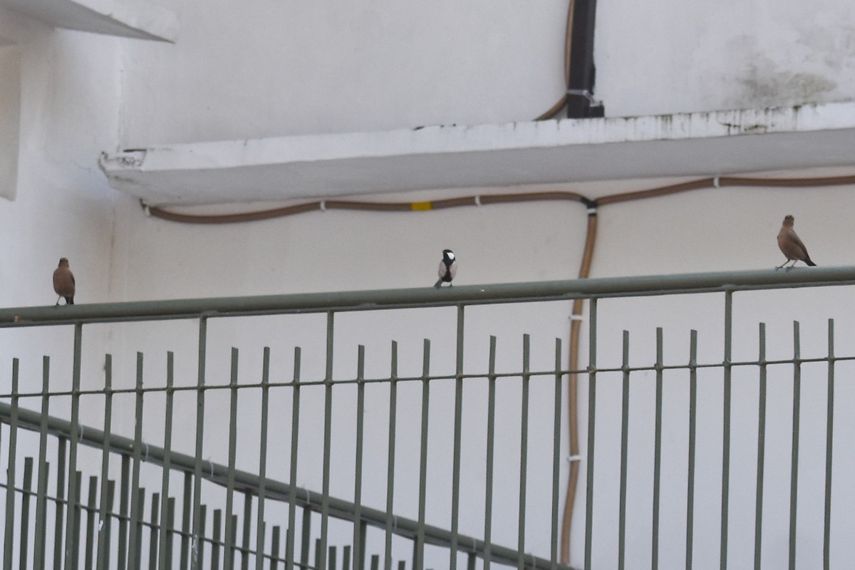 Brown Rock Chat - ML646391275