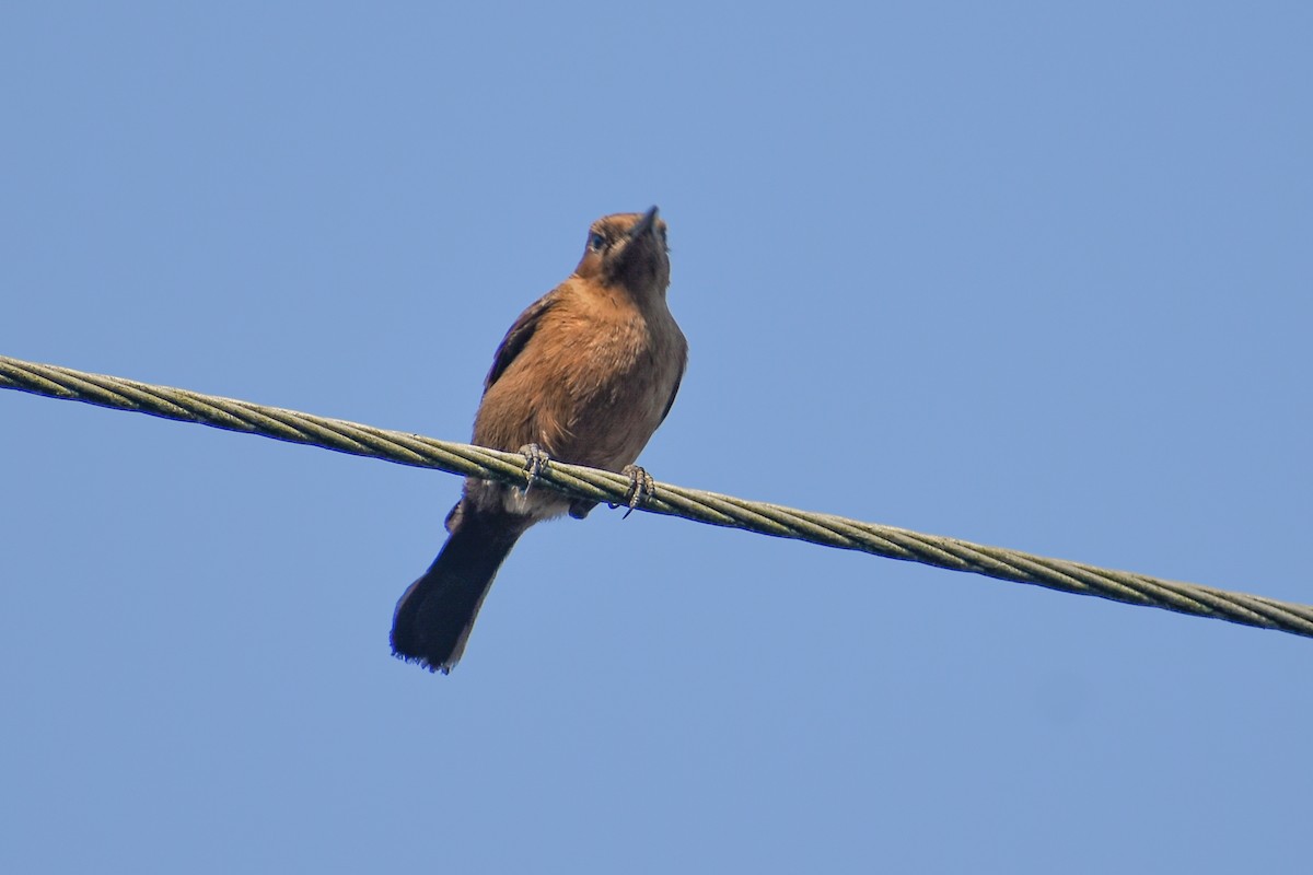 Brown Rock Chat - ML646391276