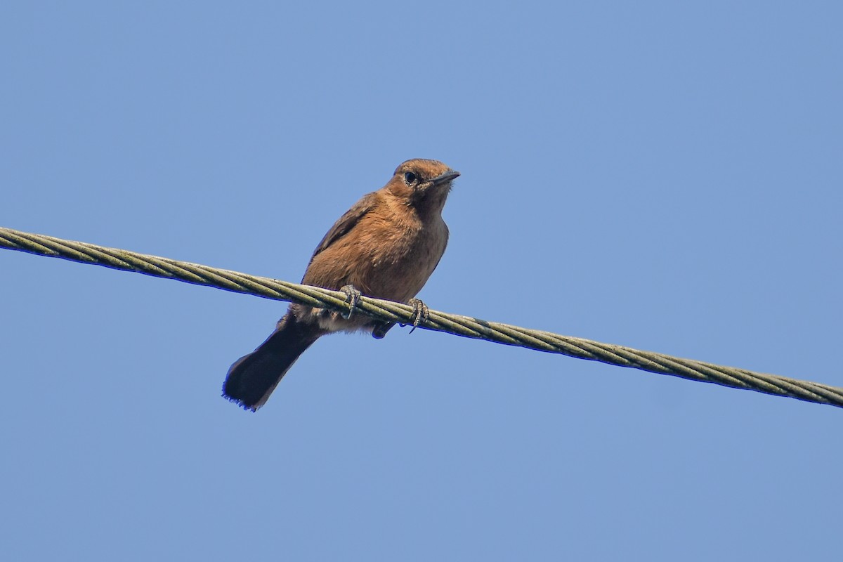 Brown Rock Chat - ML646391277