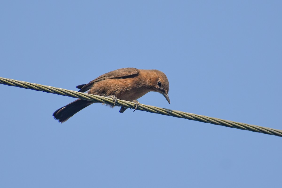 Brown Rock Chat - ML646391278