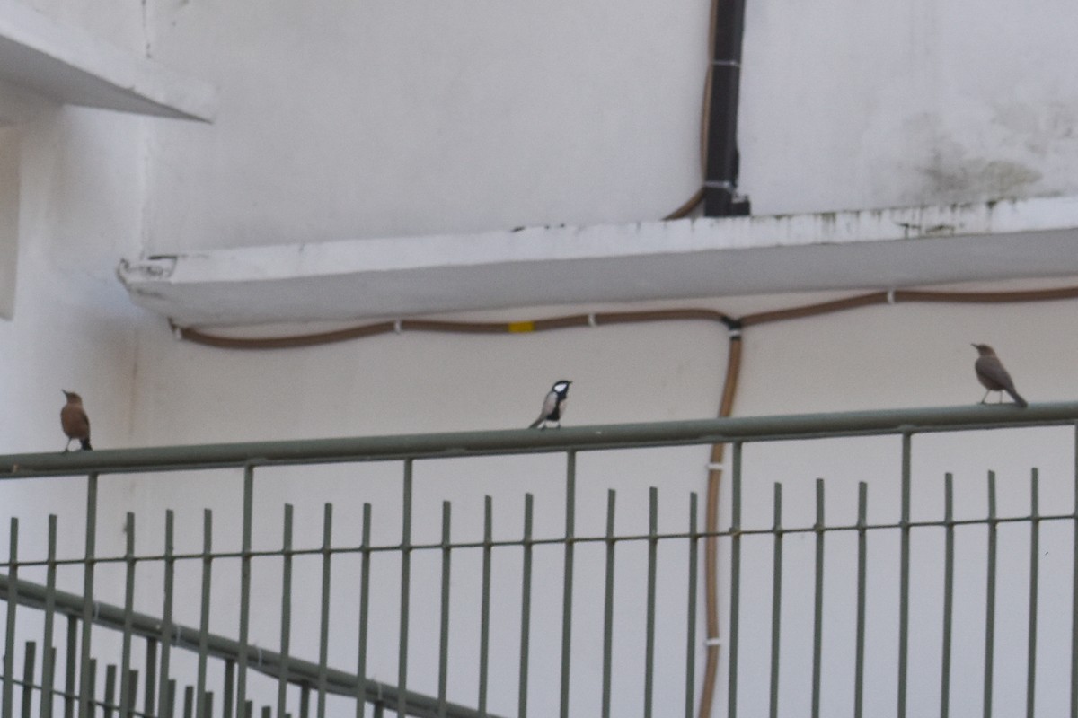 Brown Rock Chat - ML646391279