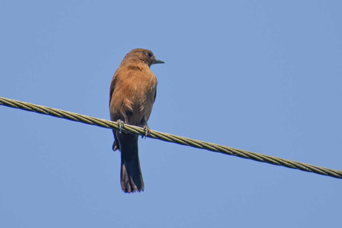 Brown Rock Chat - ML646391280