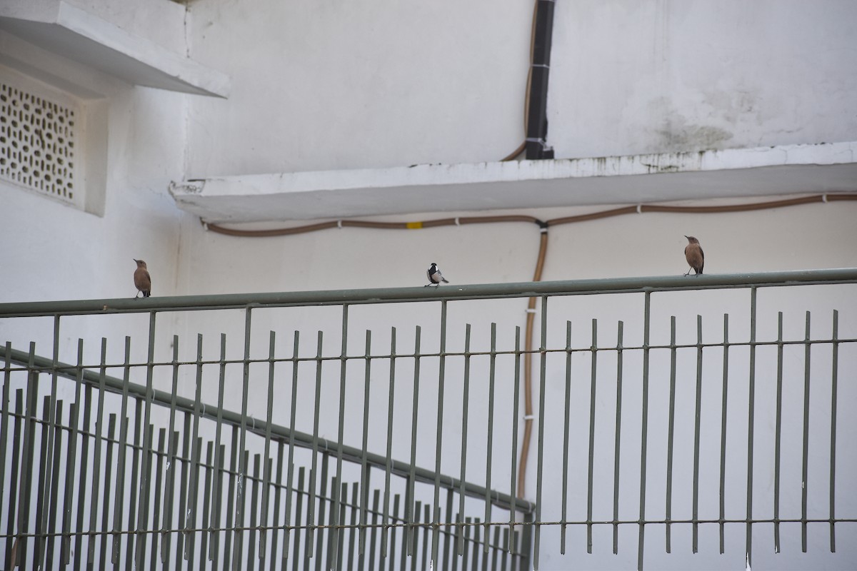 Brown Rock Chat - ML646391282