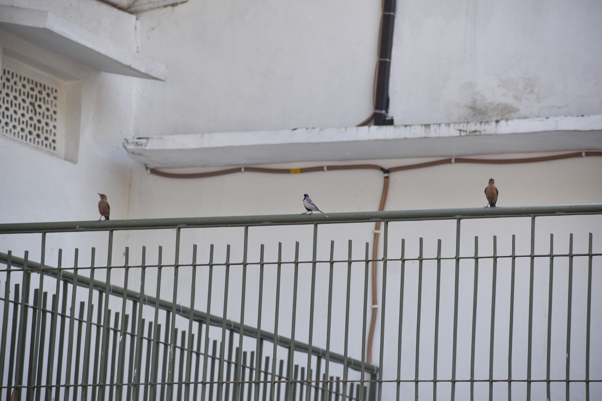 Brown Rock Chat - ML646391283