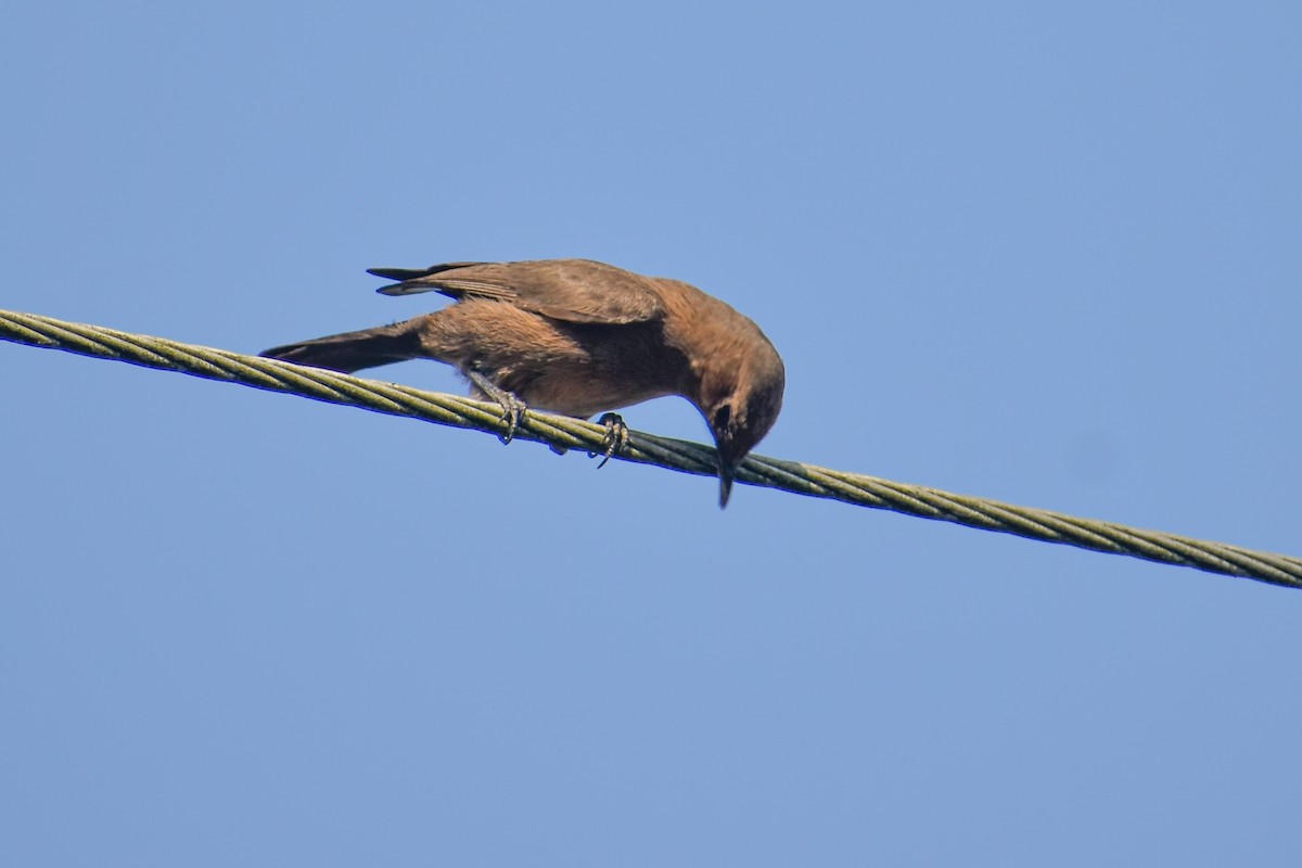 Brown Rock Chat - ML646391284