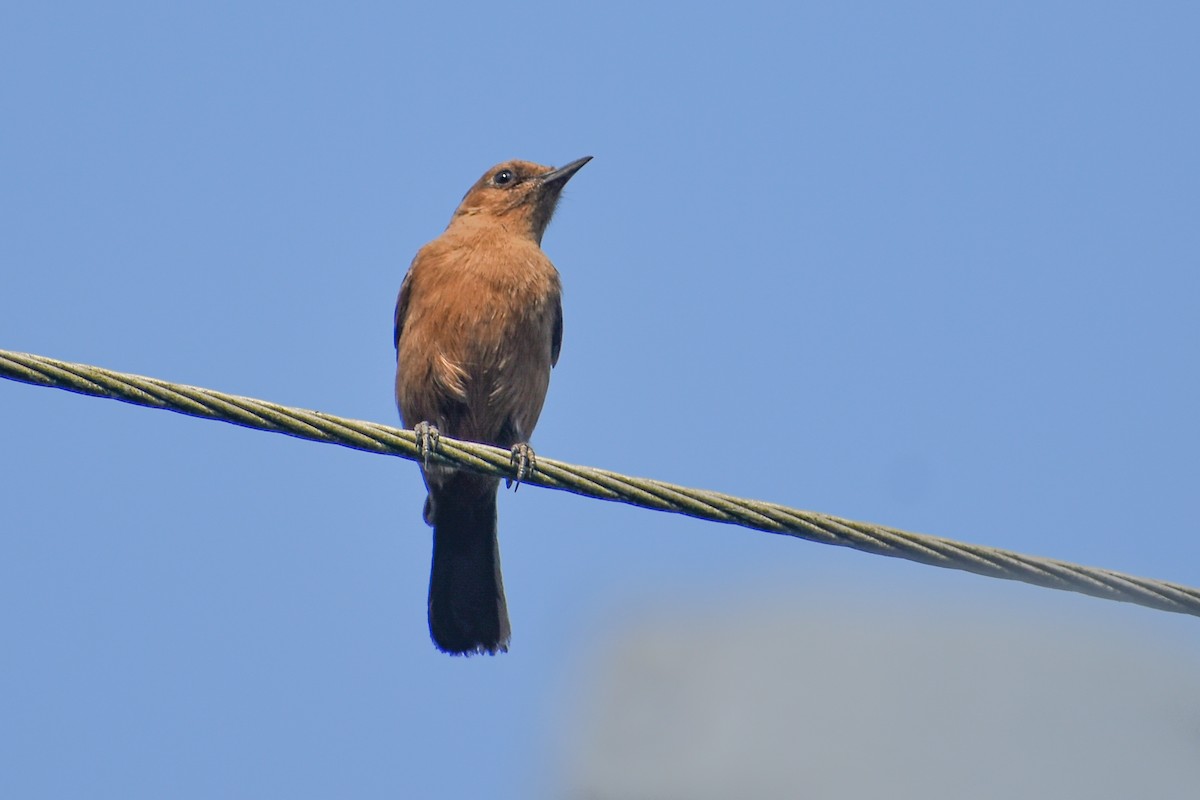 Brown Rock Chat - ML646391285