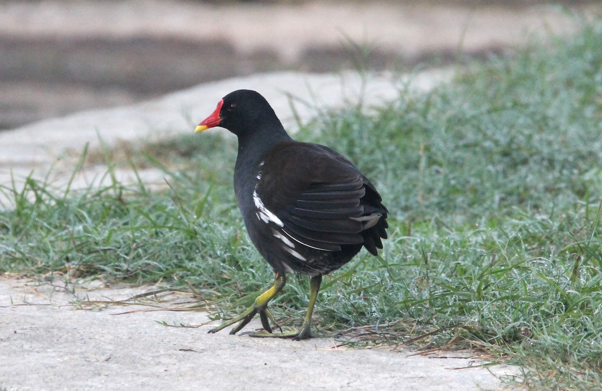 Eurasian Moorhen - ML646391286