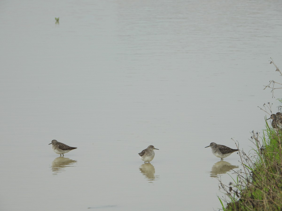 Коловодник болотяний - ML646391287