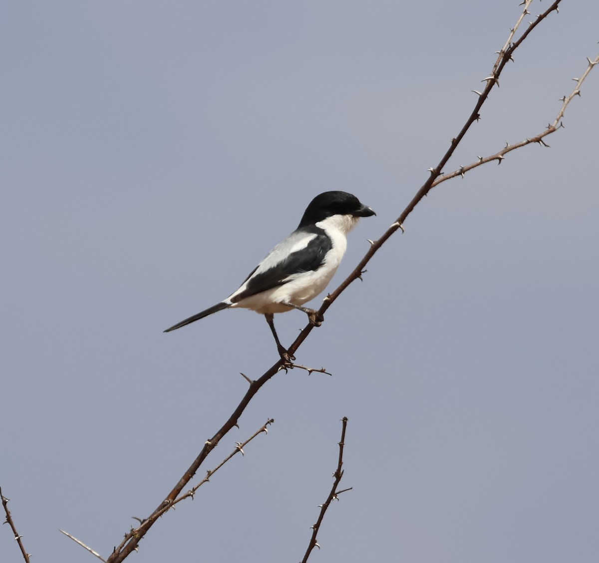 Taitawürger - ML646391290