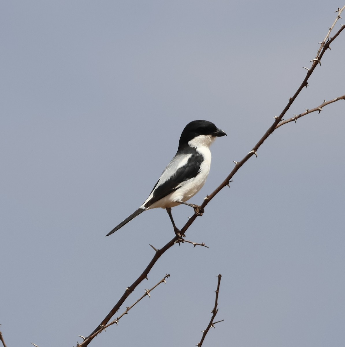 Taitawürger - ML646391291