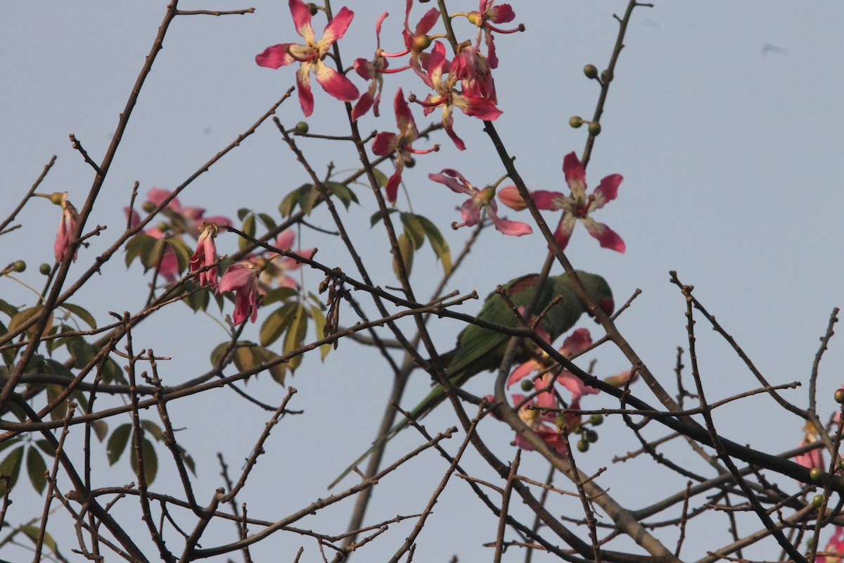 Alexandrine Parakeet - ML646391292