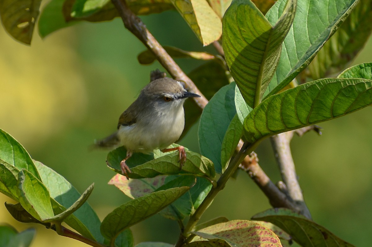 Gray-breasted Prinia - ML646391295