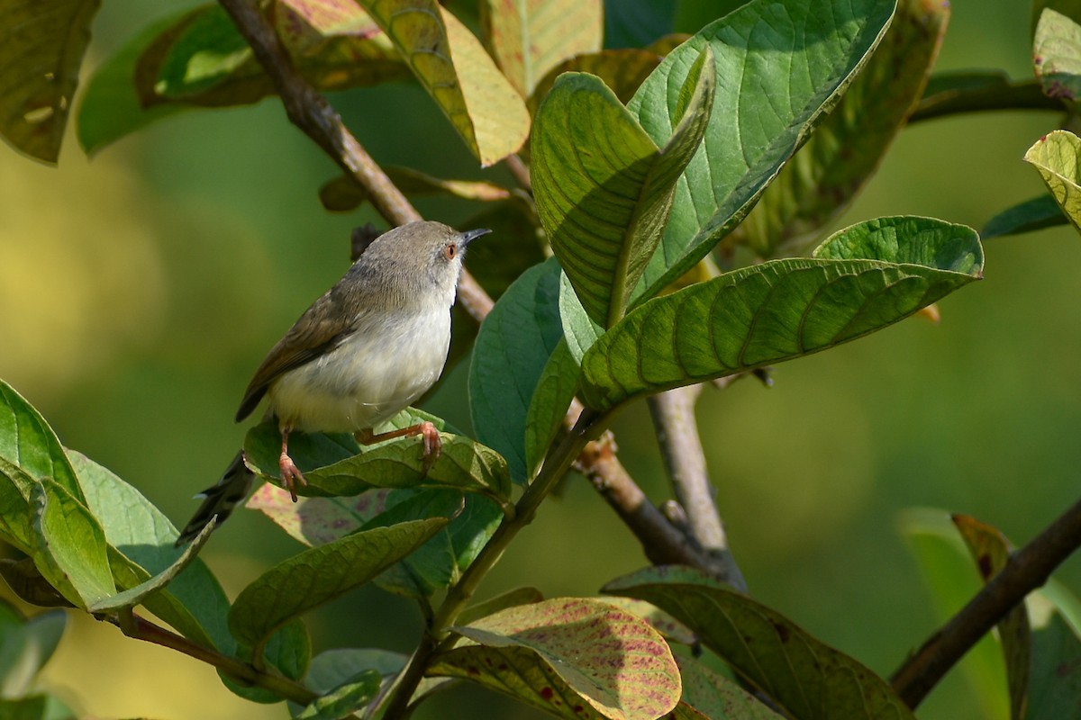 Gray-breasted Prinia - ML646391296
