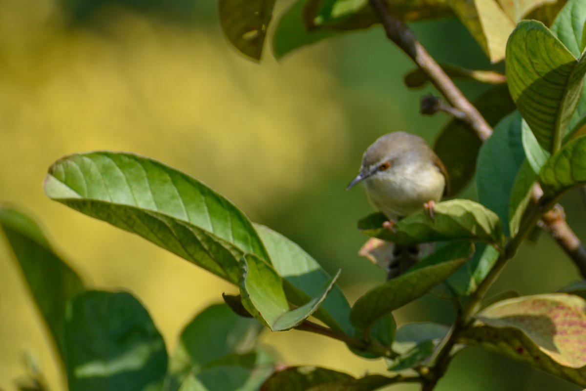 Gray-breasted Prinia - ML646391297