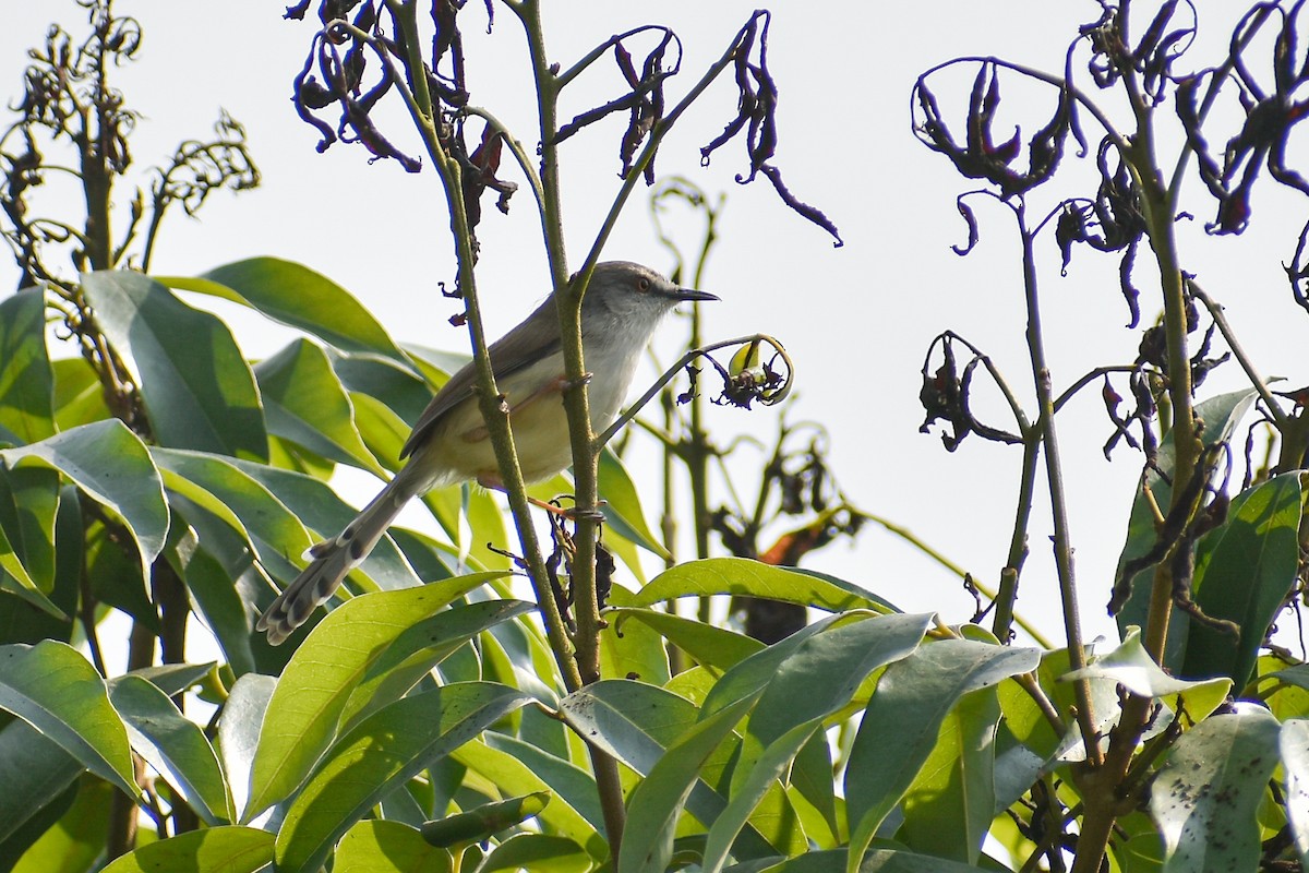 Gray-breasted Prinia - ML646391298