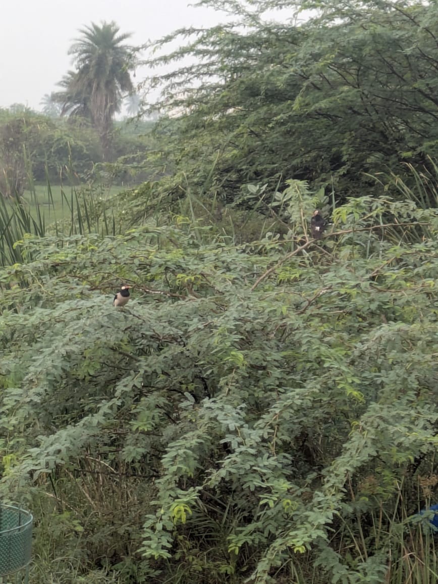 Indian Pied Starling - ML646391303